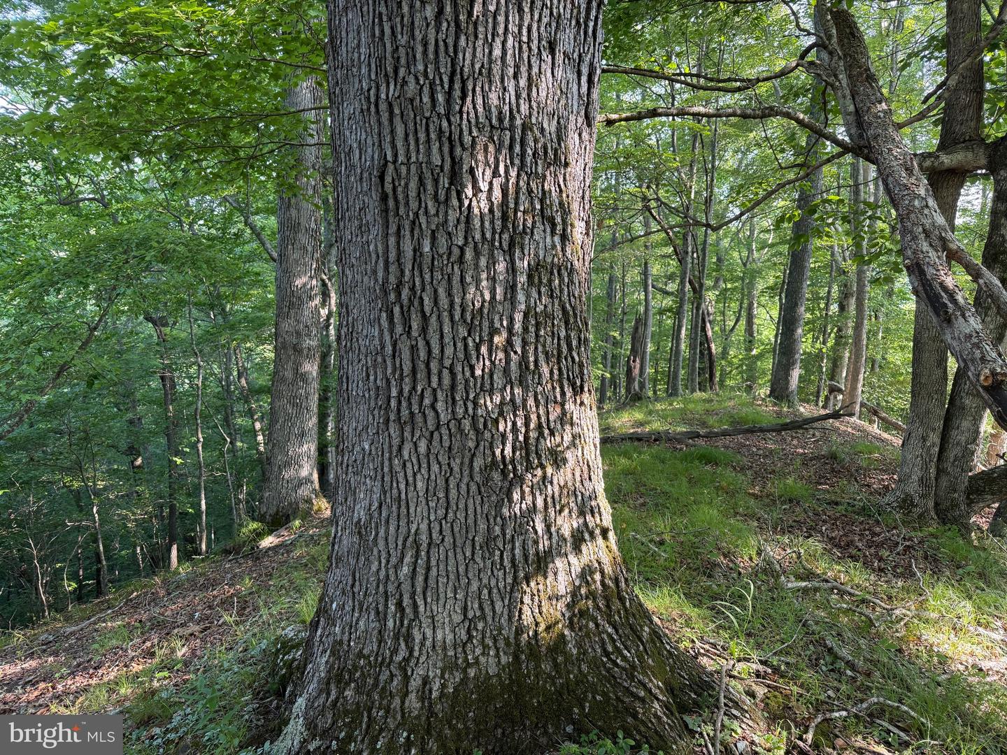TBD BOULDER LN, DUFFIELD, Virginia 24244, ,Farm,For sale,TBD BOULDER LN,VASO2000008 MLS # VASO2000008