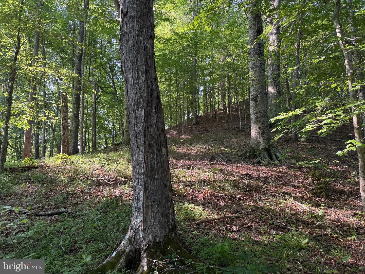 TBD BOULDER LN, DUFFIELD, Virginia 24244, ,Farm,For sale,TBD BOULDER LN,VASO2000008 MLS # VASO2000008