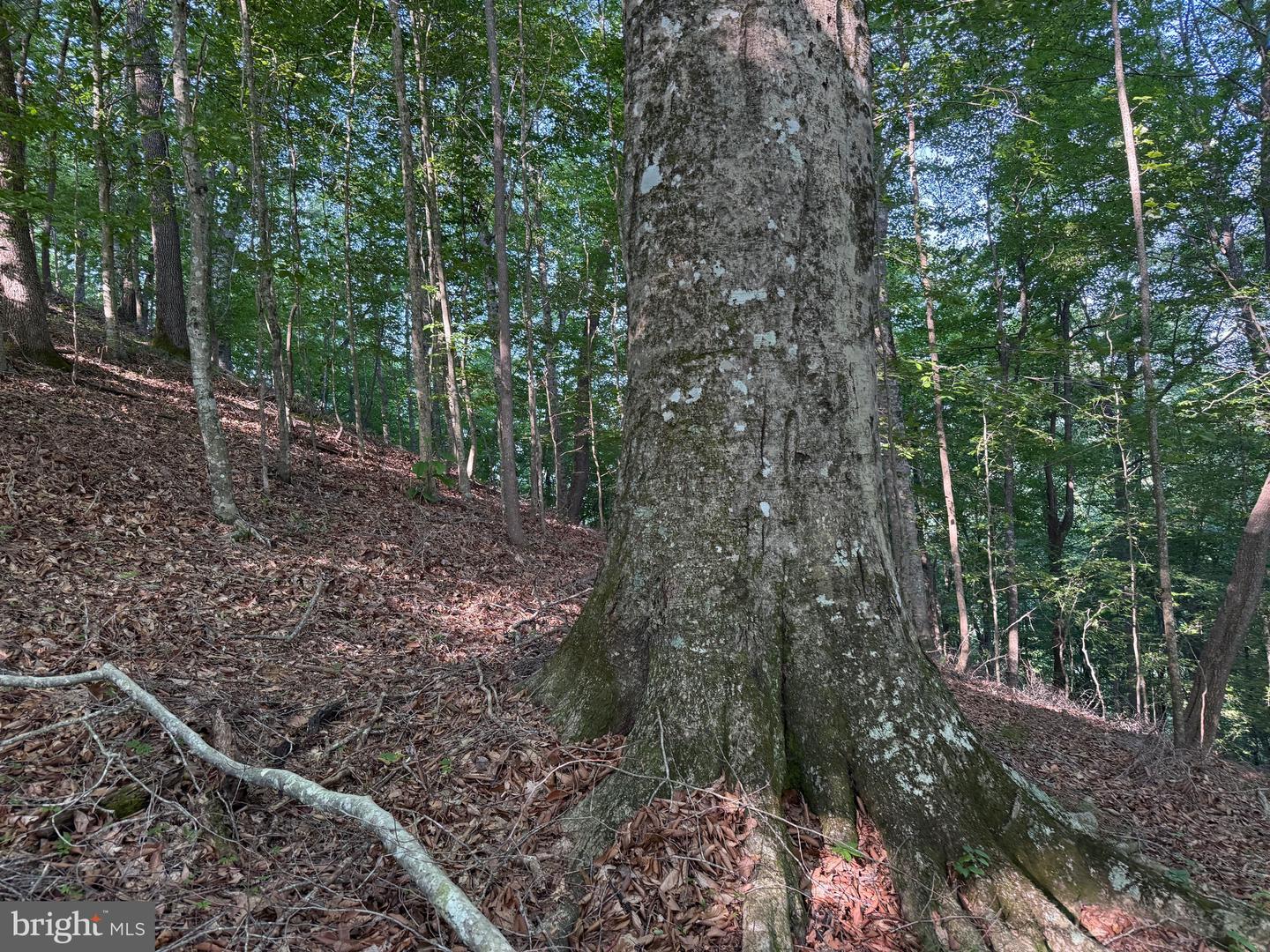 TBD BOULDER LN, DUFFIELD, Virginia 24244, ,Farm,For sale,TBD BOULDER LN,VASO2000008 MLS # VASO2000008