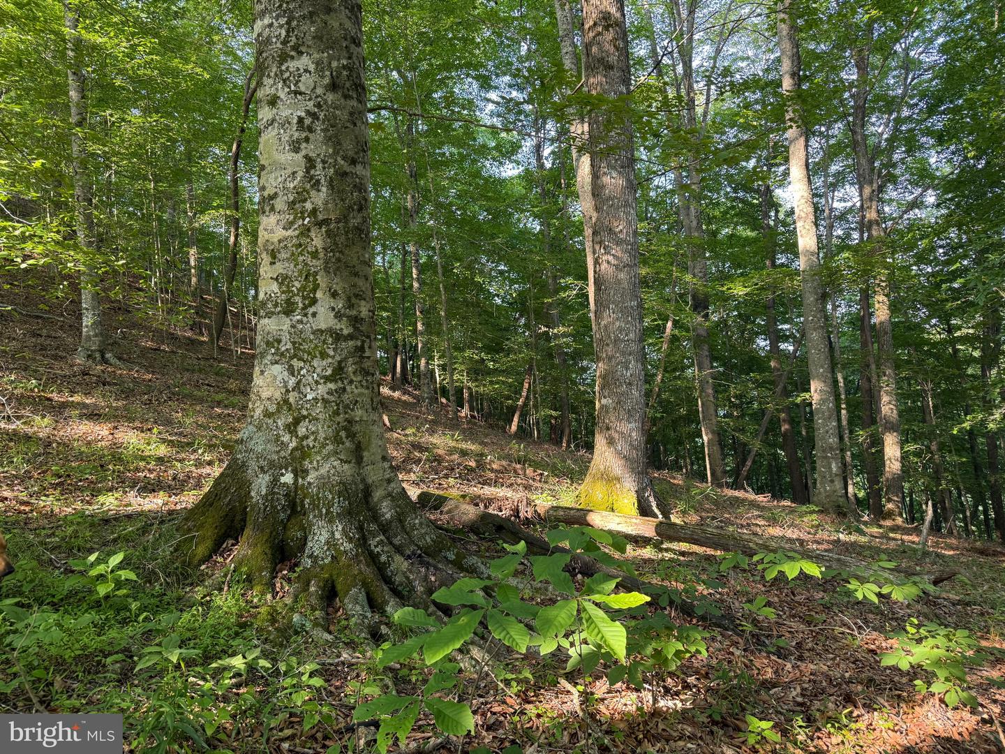 TBD BOULDER LN, DUFFIELD, Virginia 24244, ,Farm,For sale,TBD BOULDER LN,VASO2000008 MLS # VASO2000008