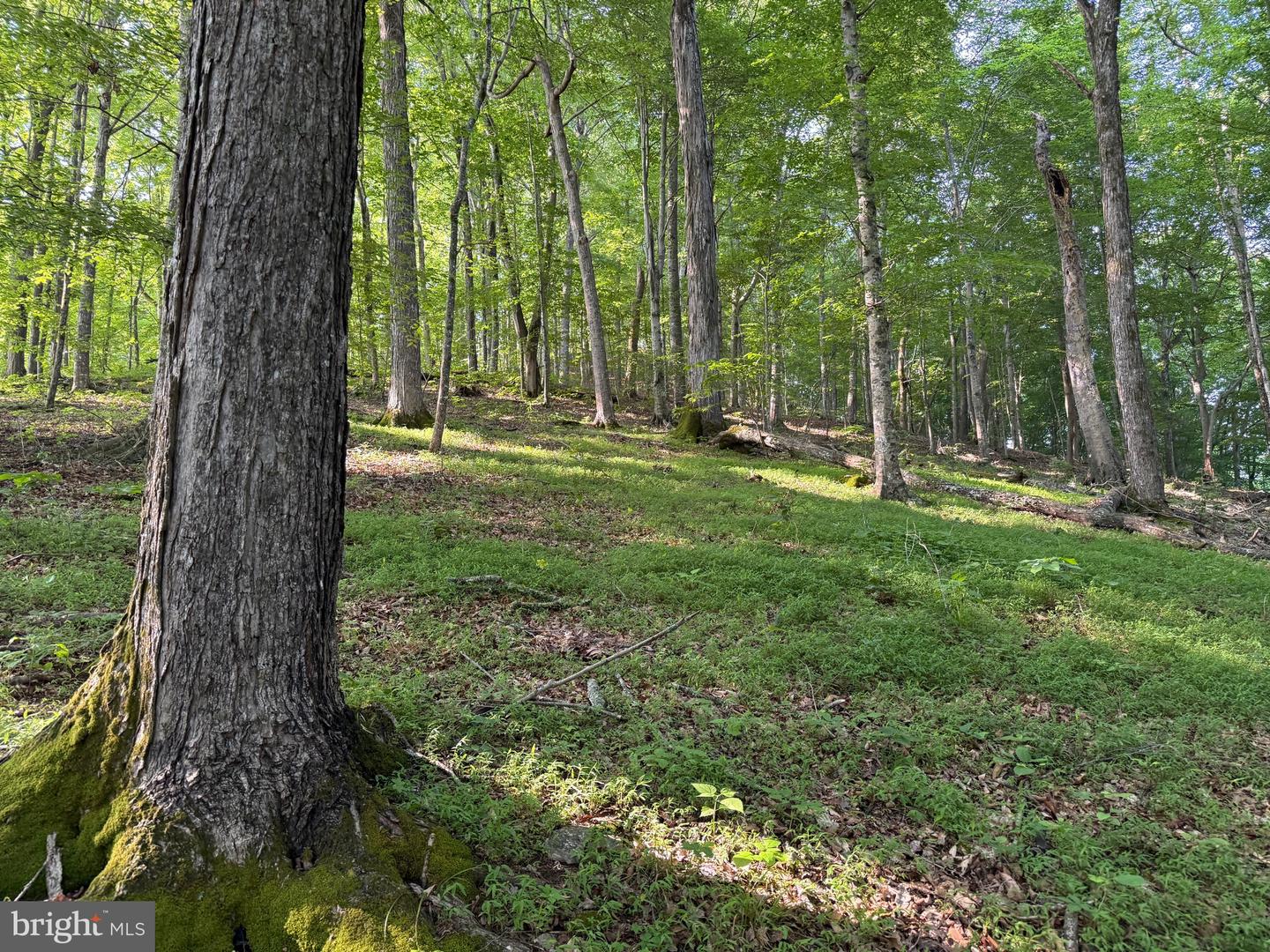 TBD BOULDER LN, DUFFIELD, Virginia 24244, ,Farm,For sale,TBD BOULDER LN,VASO2000008 MLS # VASO2000008