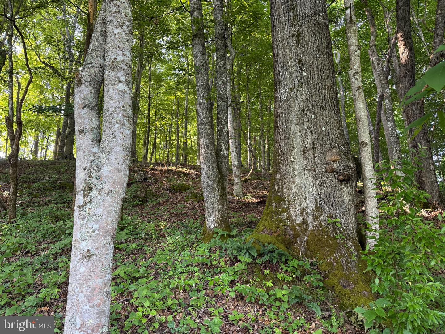 TBD BOULDER LN, DUFFIELD, Virginia 24244, ,Farm,For sale,TBD BOULDER LN,VASO2000008 MLS # VASO2000008