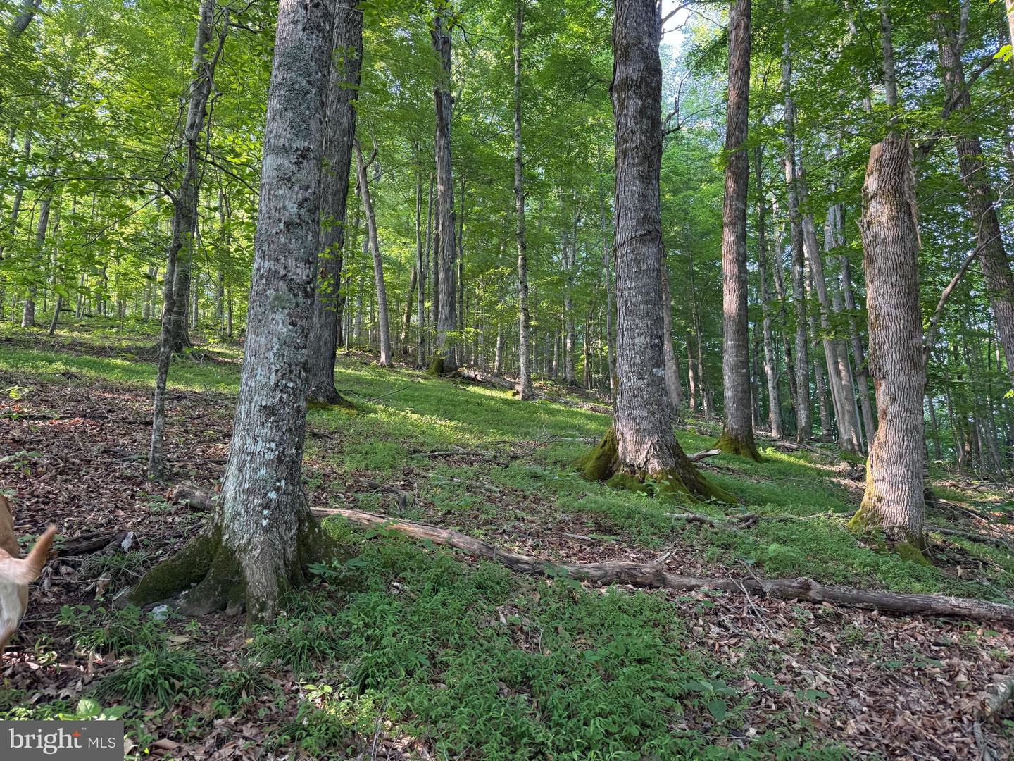 TBD BOULDER LN, DUFFIELD, Virginia 24244, ,Farm,For sale,TBD BOULDER LN,VASO2000008 MLS # VASO2000008
