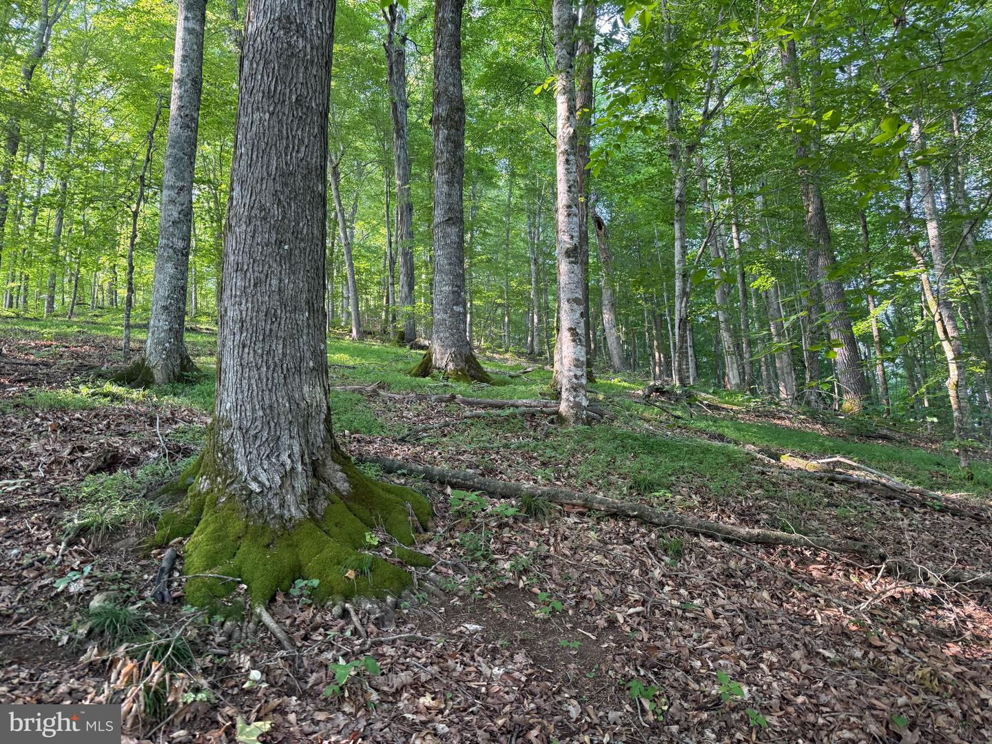 TBD BOULDER LN, DUFFIELD, Virginia 24244, ,Farm,For sale,TBD BOULDER LN,VASO2000008 MLS # VASO2000008