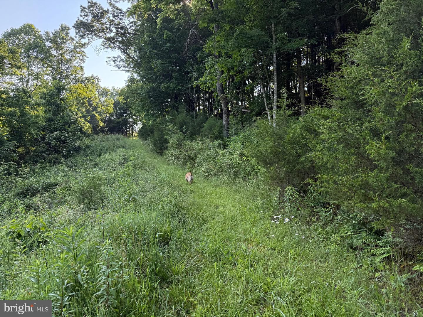 TBD BOULDER LN, DUFFIELD, Virginia 24244, ,Farm,For sale,TBD BOULDER LN,VASO2000008 MLS # VASO2000008