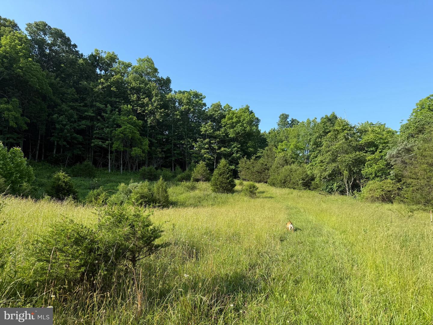 TBD BOULDER LN, DUFFIELD, Virginia 24244, ,Farm,For sale,TBD BOULDER LN,VASO2000008 MLS # VASO2000008