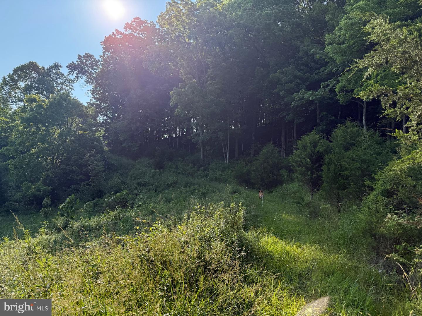 TBD BOULDER LN, DUFFIELD, Virginia 24244, ,Farm,For sale,TBD BOULDER LN,VASO2000008 MLS # VASO2000008
