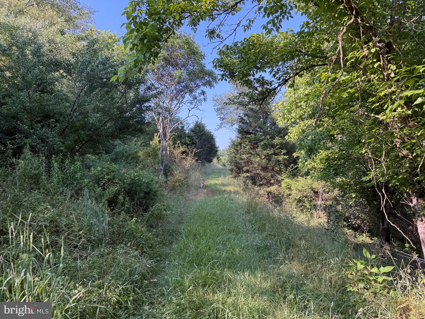 TBD BOULDER LN, DUFFIELD, Virginia 24244, ,Farm,For sale,TBD BOULDER LN,VASO2000008 MLS # VASO2000008