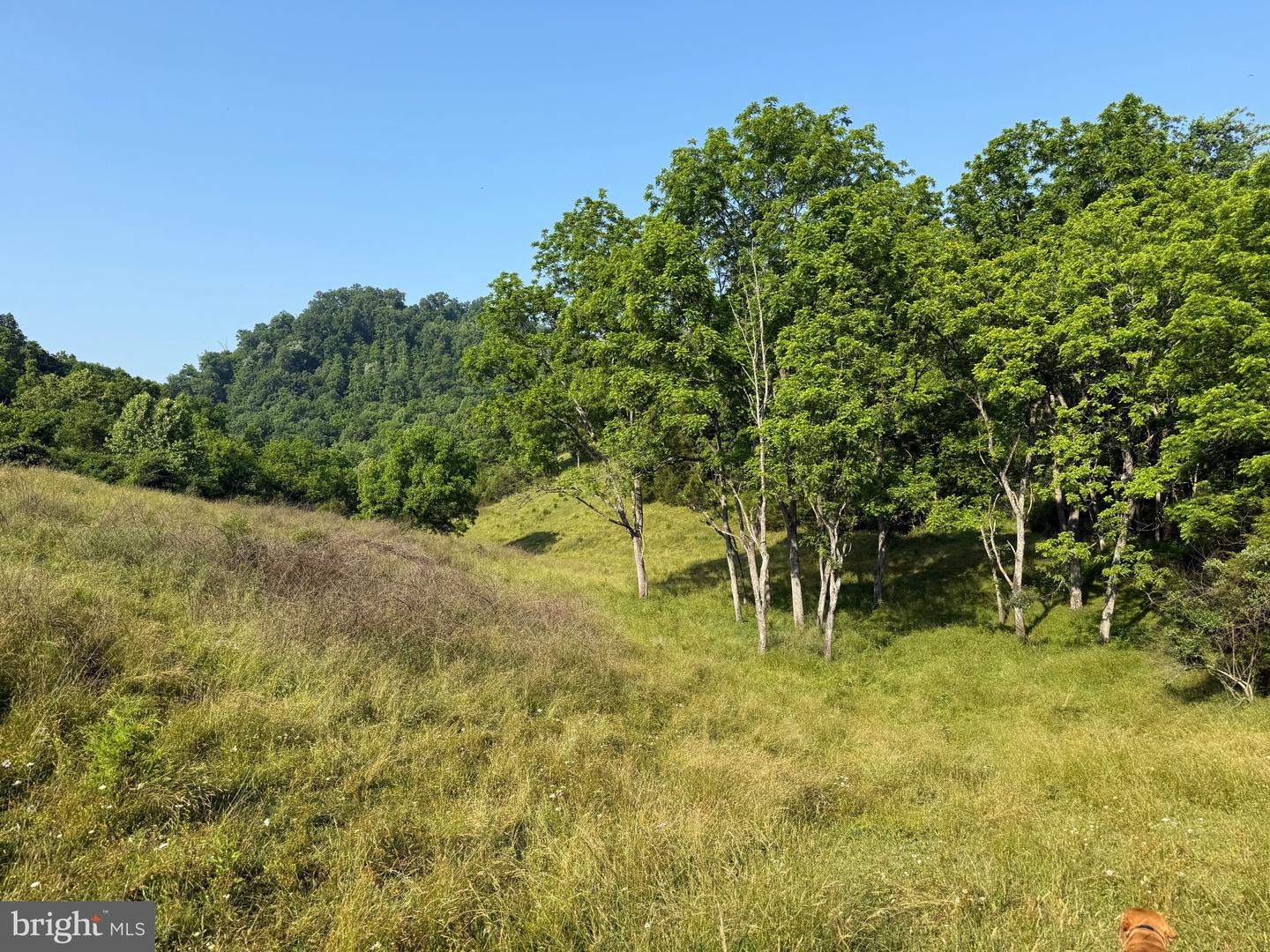 TBD BOULDER LN, DUFFIELD, Virginia 24244, ,Farm,For sale,TBD BOULDER LN,VASO2000008 MLS # VASO2000008