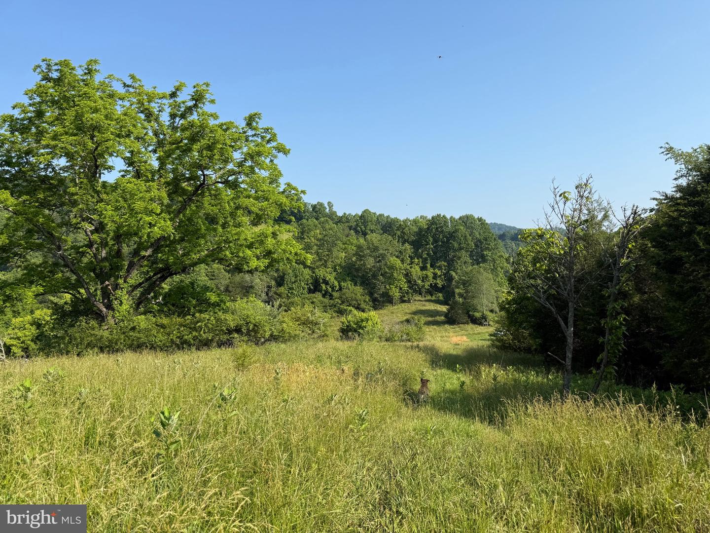 TBD BOULDER LN, DUFFIELD, Virginia 24244, ,Farm,For sale,TBD BOULDER LN,VASO2000008 MLS # VASO2000008