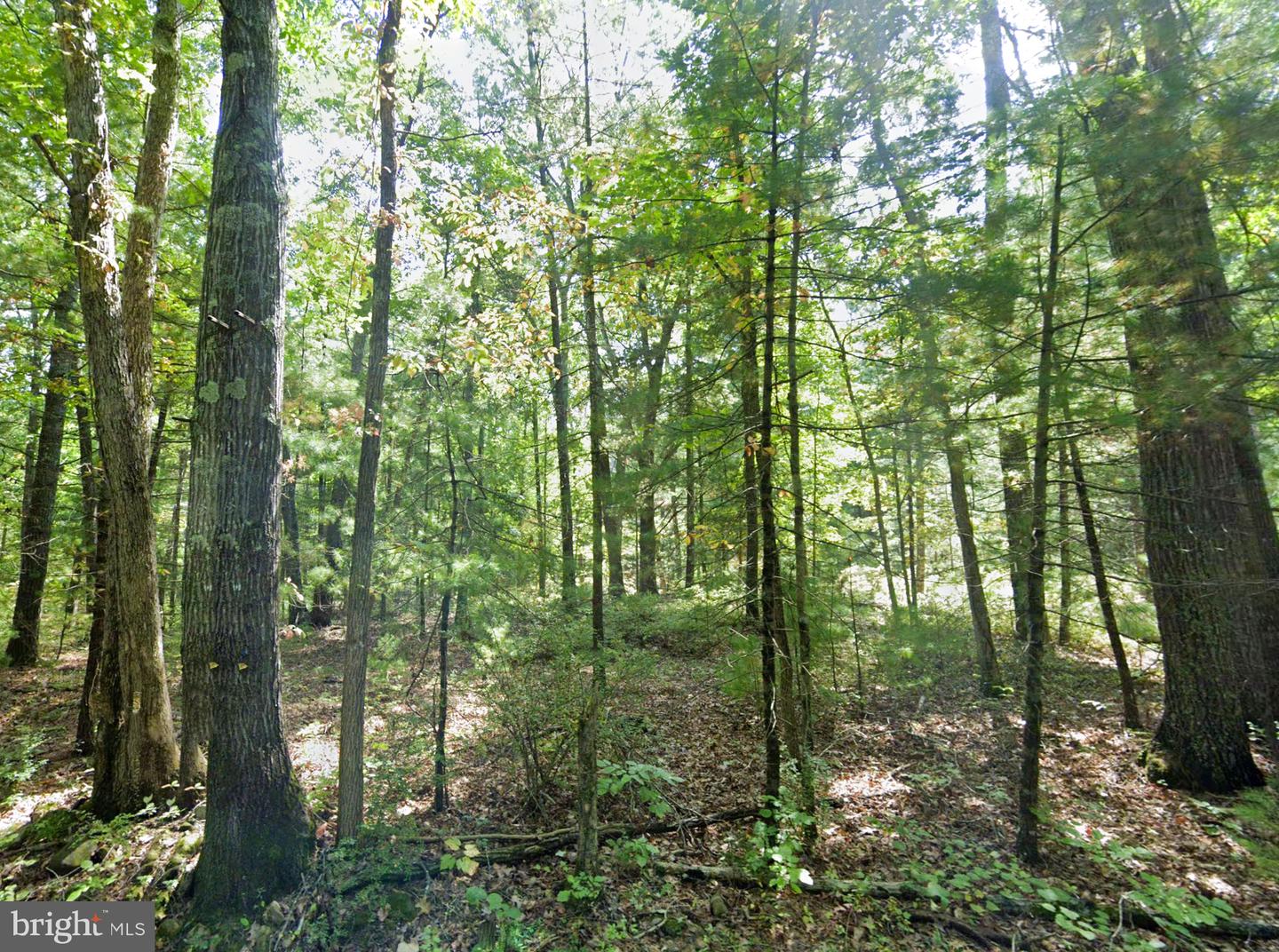 00 SCOONOVER RD, CRAIGSVILLE, Virginia 24430, ,Land,For sale,00 SCOONOVER RD,VAAG2000604 MLS # VAAG2000604