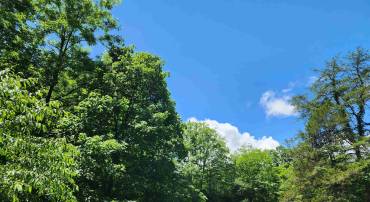 TBD COWPASTURE RIVER RD N, HEAD WATERS, Virginia 24442, ,Land,TBD COWPASTURE RIVER RD N,665563 MLS # 665563