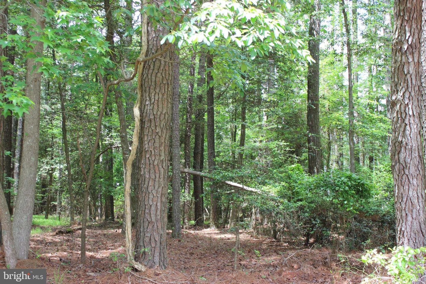 871 BROADSIDE DR, GREENBACKVILLE, Virginia 23356, ,Land,For sale,871 BROADSIDE DR,VAAC2001926 MLS # VAAC2001926