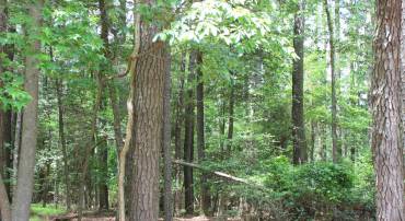 871 BROADSIDE DR, GREENBACKVILLE, Virginia 23356, ,Land,For sale,871 BROADSIDE DR,VAAC2001926 MLS # VAAC2001926