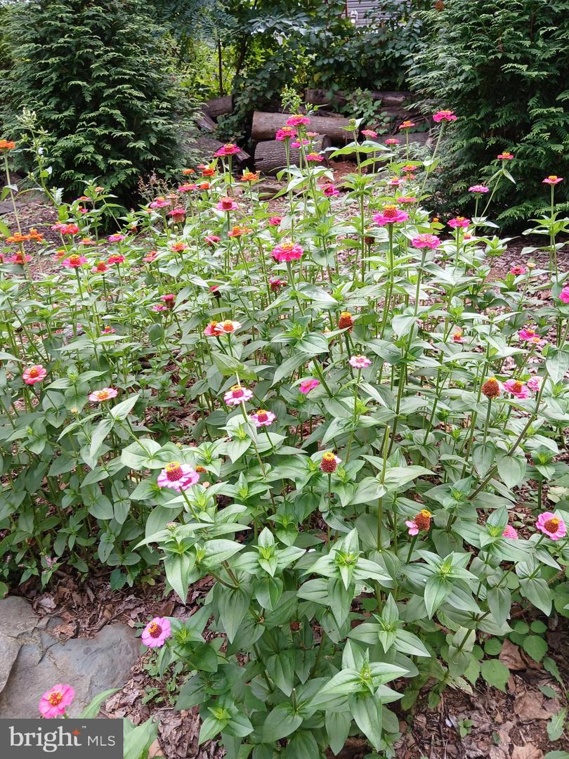 175 MOUNTAIN HEIGHTS RD, FRONT ROYAL, Virginia 22630, 2 Bedrooms Bedrooms, 9 Rooms Rooms,2 BathroomsBathrooms,Residential,For sale,175 MOUNTAIN HEIGHTS RD,VAWR2011142 MLS # VAWR2011142 175 MOUNTAIN HEIGHTS RD, FRONT ROYAL, Virginia 22630, 2 Bedrooms Bedrooms, 9 Rooms Rooms,2 BathroomsBathrooms,Residential,For sale,175 MOUNTAIN HEIGHTS RD,VAWR2011142 MLS # VAWR2011142