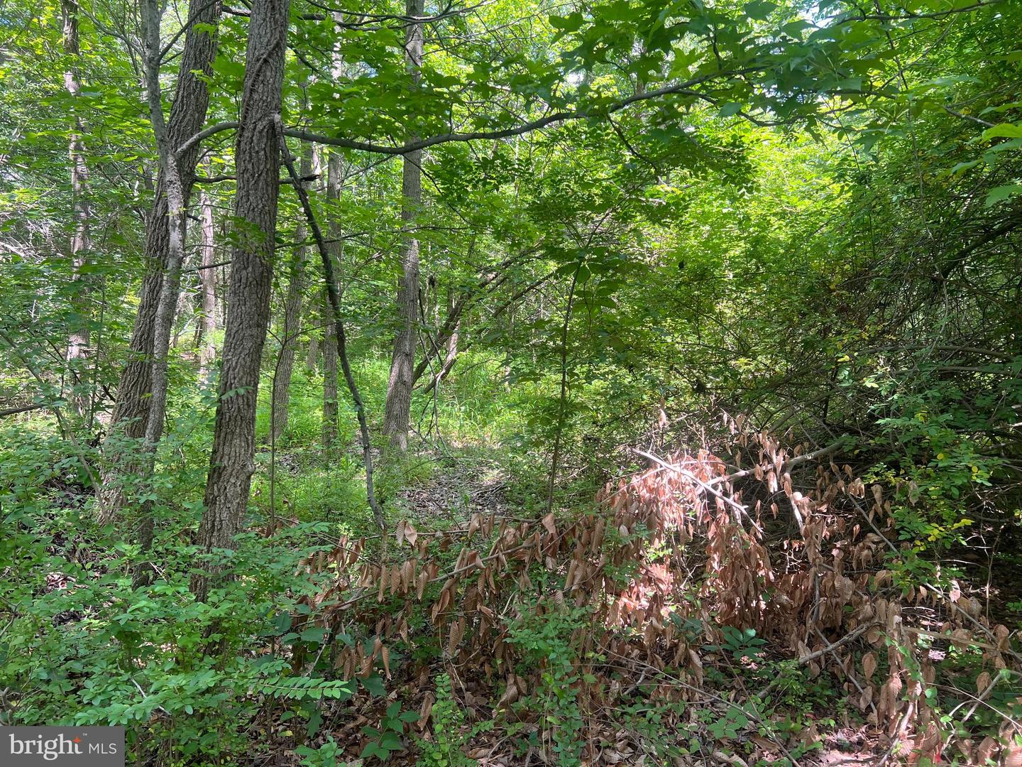 10301 BELMONT BLVD, LORTON, Virginia 22079, ,Land,For sale,10301 BELMONT BLVD,VAFX2246634 MLS # VAFX2246634