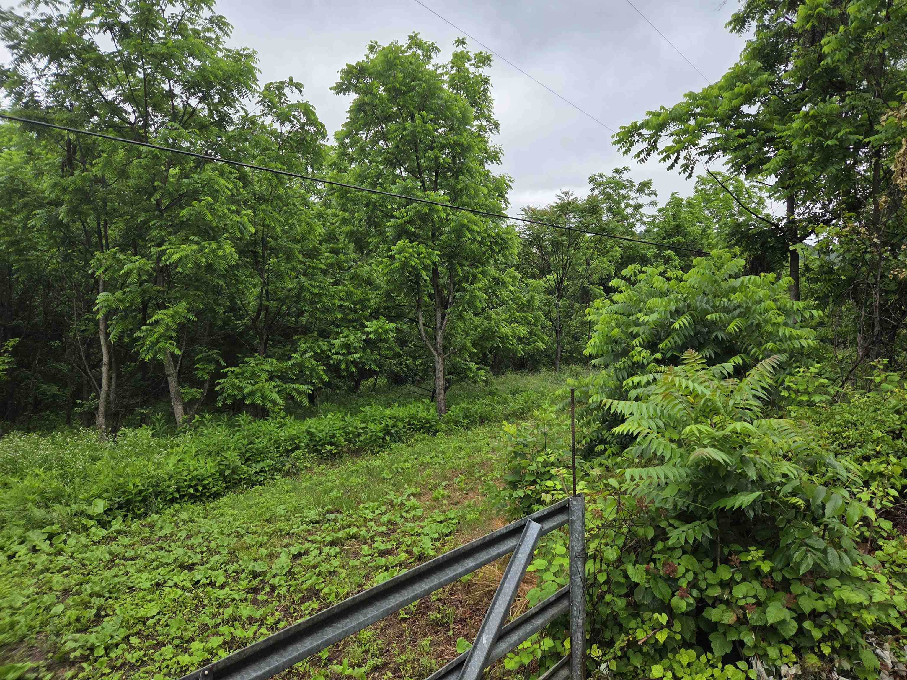 900 SANDY BOTTOM RD, ELKTON, Virginia 22827, ,Land,Vincent Hensley,900 SANDY BOTTOM RD,665632 MLS # 665632