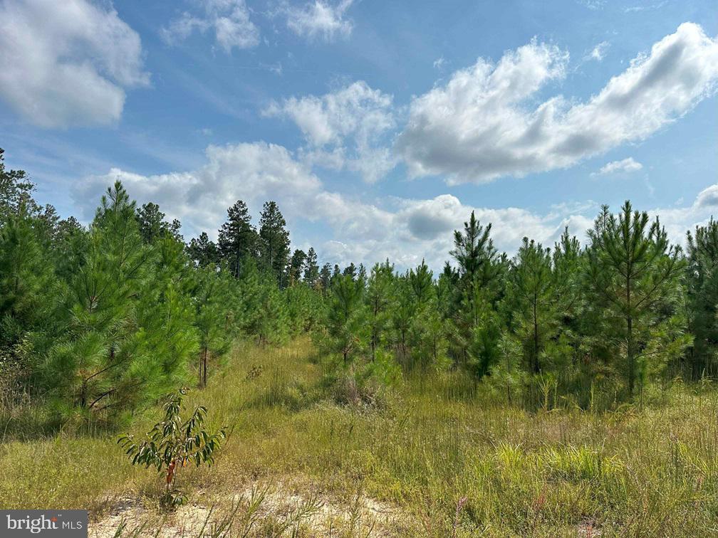 DAVIS LOWGROUND ROAD (TRACT: BIG JUNIPER-1), KEYSVILLE, Virginia 23947, ,Farm,For sale,DAVIS LOWGROUND ROAD (TRACT: BIG JUNIPER-1),VALB2000050 MLS # VALB2000050
