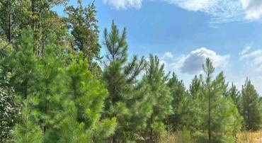 DAVIS LOWGROUND ROAD (TRACT: BIG JUNIPER-1), KEYSVILLE, Virginia 23947, ,Farm,For sale,DAVIS LOWGROUND ROAD (TRACT: BIG JUNIPER-1),VALB2000050 MLS # VALB2000050