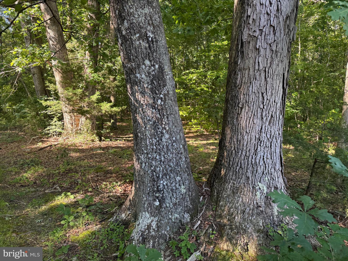 TBD SELMA RD TRACT 1, JETERSVILLE, Virginia 23083, ,Land,For sale,TBD SELMA RD TRACT 1,VAAM2000070 MLS # VAAM2000070