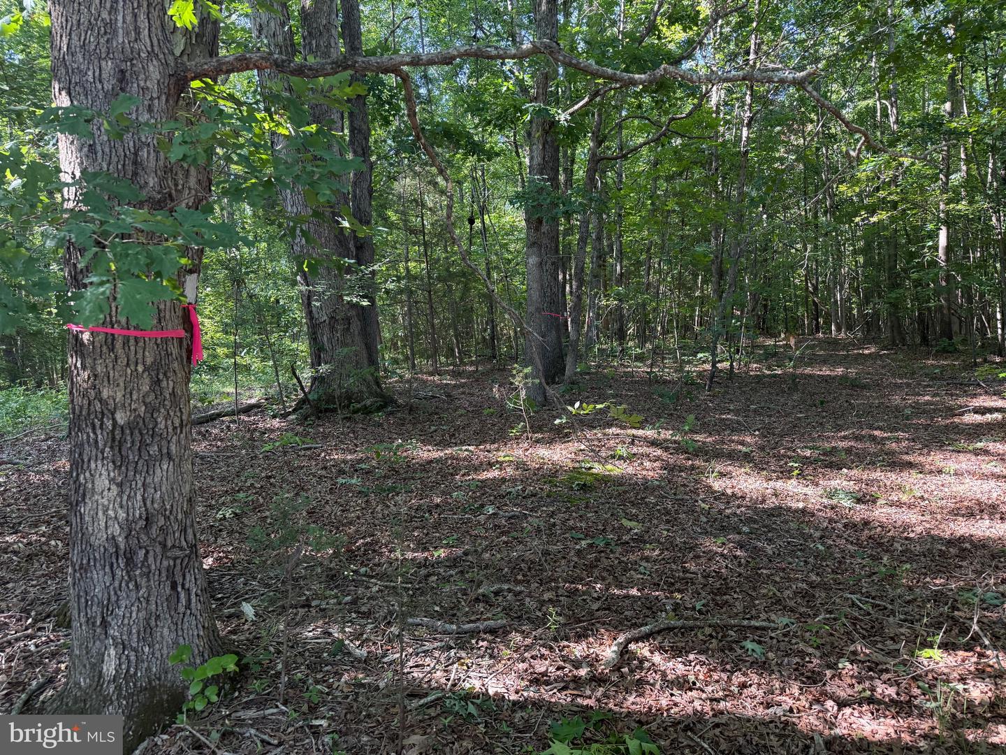 TBD SELMA RD TRACT 1, JETERSVILLE, Virginia 23083, ,Land,For sale,TBD SELMA RD TRACT 1,VAAM2000070 MLS # VAAM2000070