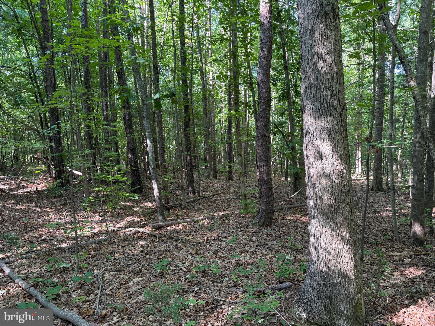 TBD SELMA RD TRACT 1, JETERSVILLE, Virginia 23083, ,Land,For sale,TBD SELMA RD TRACT 1,VAAM2000070 MLS # VAAM2000070