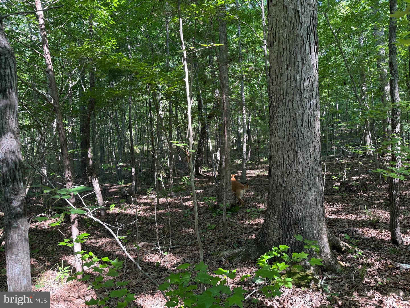 TBD SELMA RD TRACT 1, JETERSVILLE, Virginia 23083, ,Land,For sale,TBD SELMA RD TRACT 1,VAAM2000070 MLS # VAAM2000070