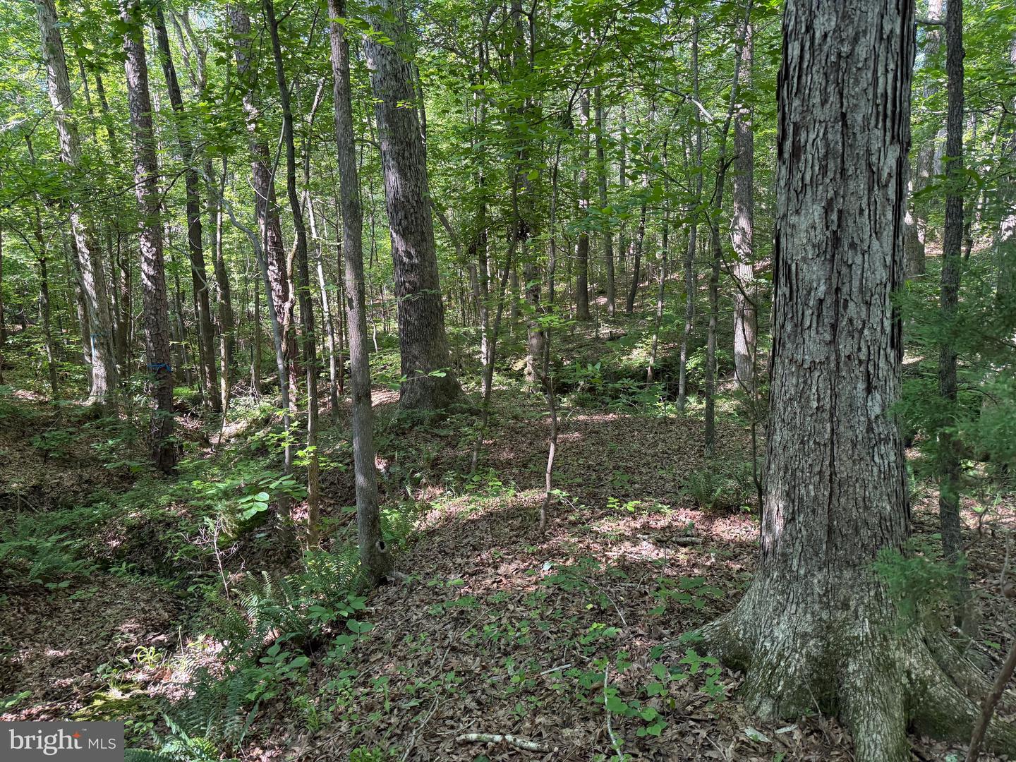 TBD SELMA RD TRACT 1, JETERSVILLE, Virginia 23083, ,Land,For sale,TBD SELMA RD TRACT 1,VAAM2000070 MLS # VAAM2000070