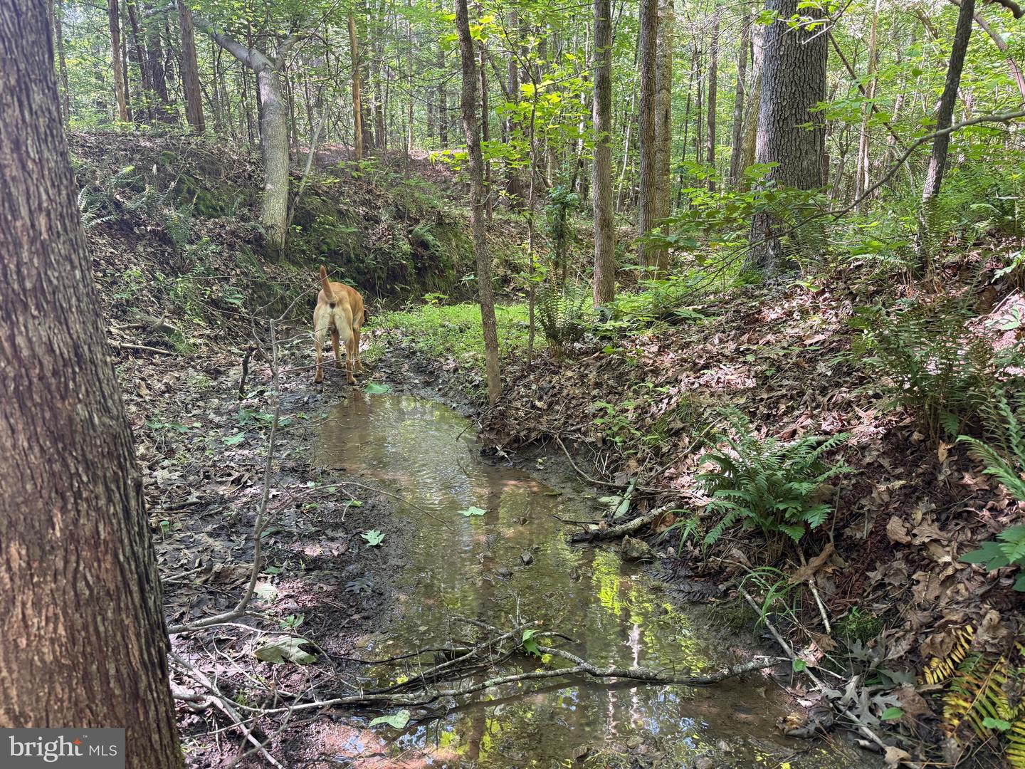 TBD SELMA RD TRACT 1, JETERSVILLE, Virginia 23083, ,Land,For sale,TBD SELMA RD TRACT 1,VAAM2000070 MLS # VAAM2000070