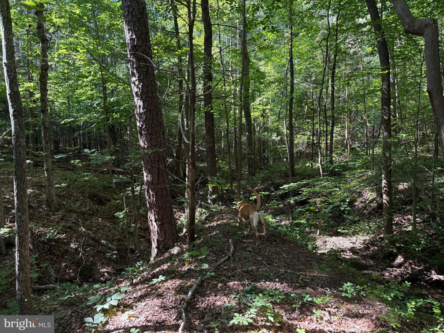 TBD SELMA RD TRACT 1, JETERSVILLE, Virginia 23083, ,Land,For sale,TBD SELMA RD TRACT 1,VAAM2000070 MLS # VAAM2000070
