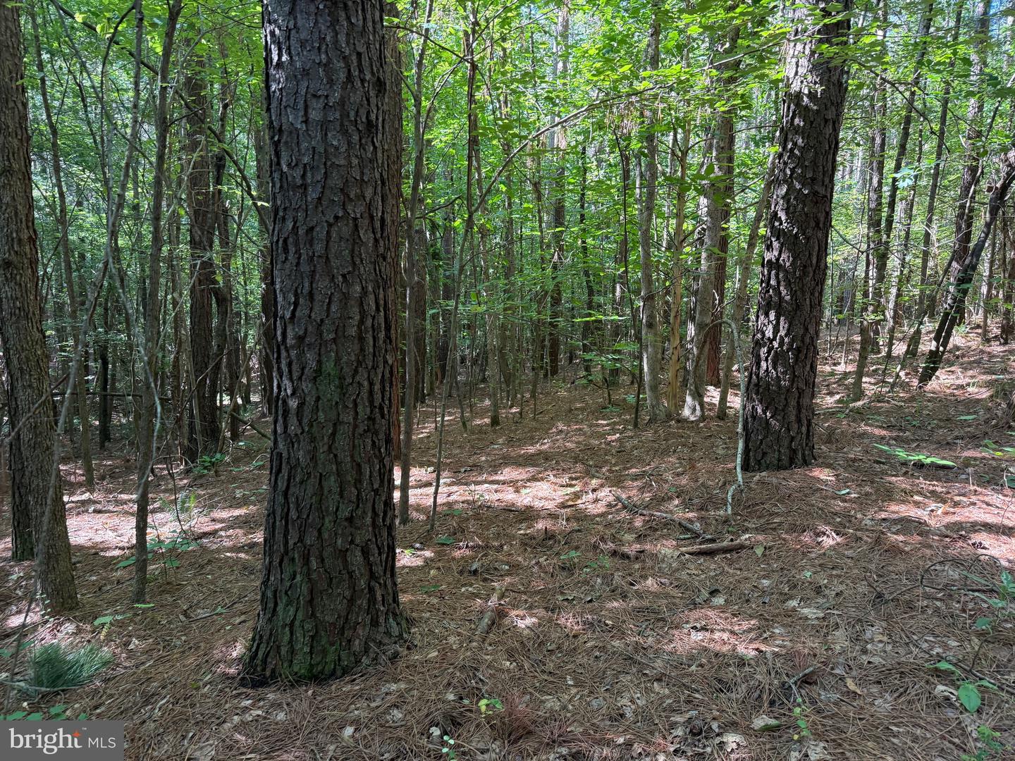 TBD SELMA RD TRACT 1, JETERSVILLE, Virginia 23083, ,Land,For sale,TBD SELMA RD TRACT 1,VAAM2000070 MLS # VAAM2000070
