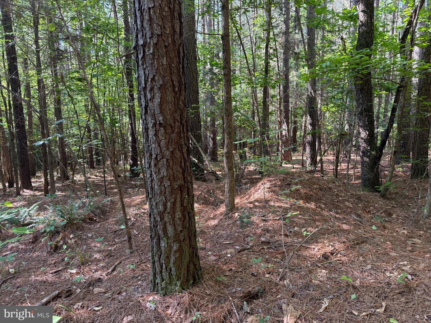 TBD SELMA RD TRACT 1, JETERSVILLE, Virginia 23083, ,Land,For sale,TBD SELMA RD TRACT 1,VAAM2000070 MLS # VAAM2000070