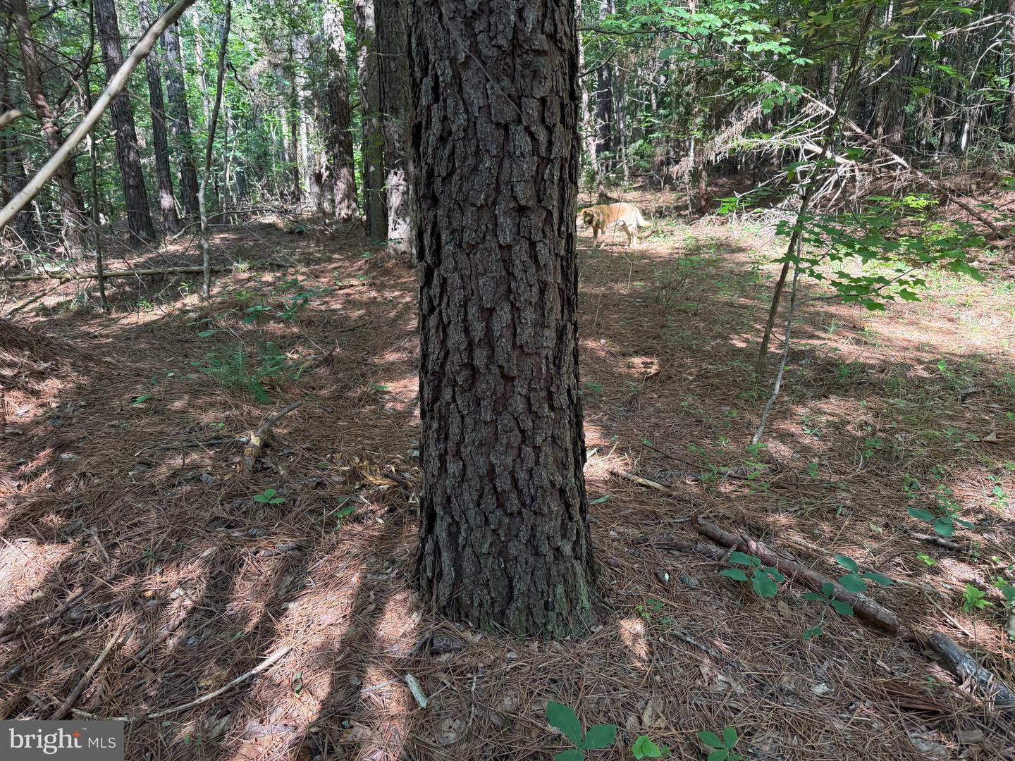 TBD SELMA RD TRACT 1, JETERSVILLE, Virginia 23083, ,Land,For sale,TBD SELMA RD TRACT 1,VAAM2000070 MLS # VAAM2000070