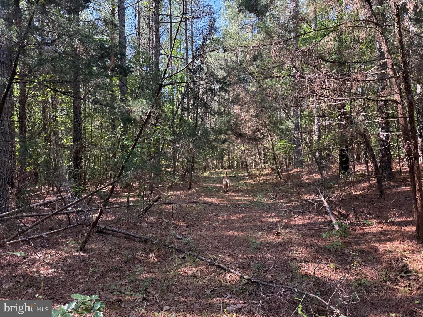 TBD SELMA RD TRACT 1, JETERSVILLE, Virginia 23083, ,Land,For sale,TBD SELMA RD TRACT 1,VAAM2000070 MLS # VAAM2000070