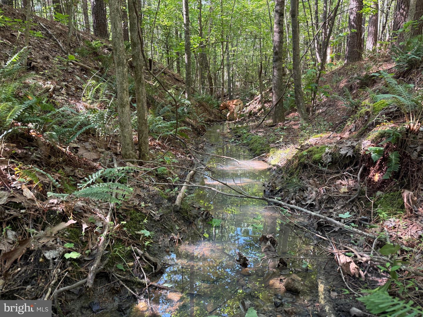 TBD SELMA RD TRACT 1, JETERSVILLE, Virginia 23083, ,Land,For sale,TBD SELMA RD TRACT 1,VAAM2000070 MLS # VAAM2000070