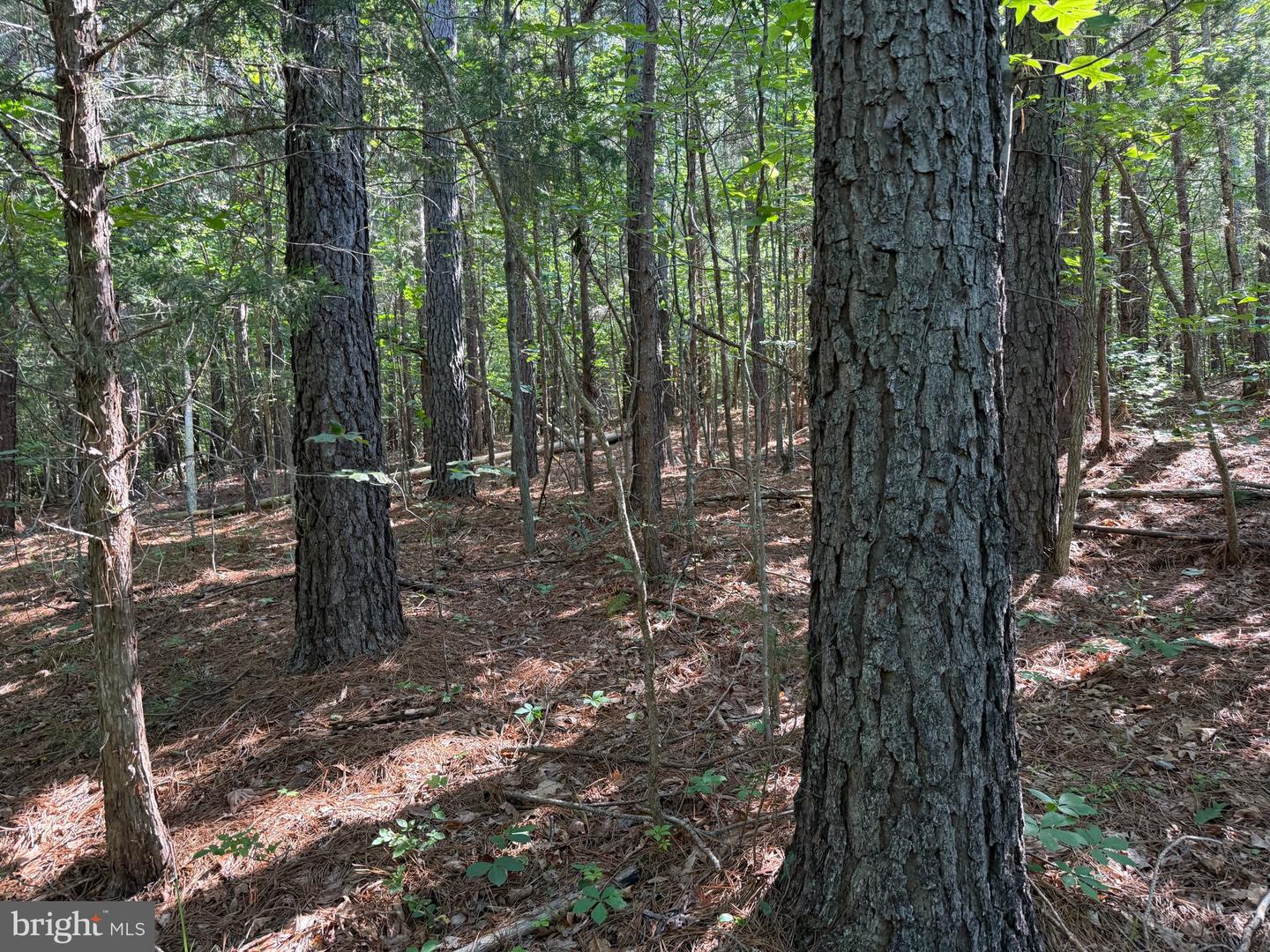 TBD SELMA RD TRACT 1, JETERSVILLE, Virginia 23083, ,Land,For sale,TBD SELMA RD TRACT 1,VAAM2000070 MLS # VAAM2000070