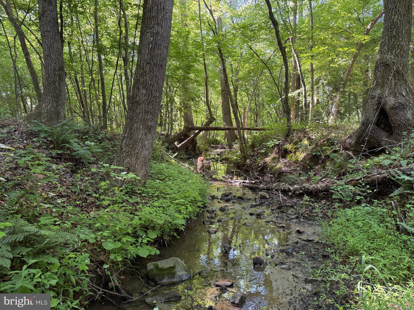 TBD SELMA RD TRACT 1, JETERSVILLE, Virginia 23083, ,Land,For sale,TBD SELMA RD TRACT 1,VAAM2000070 MLS # VAAM2000070