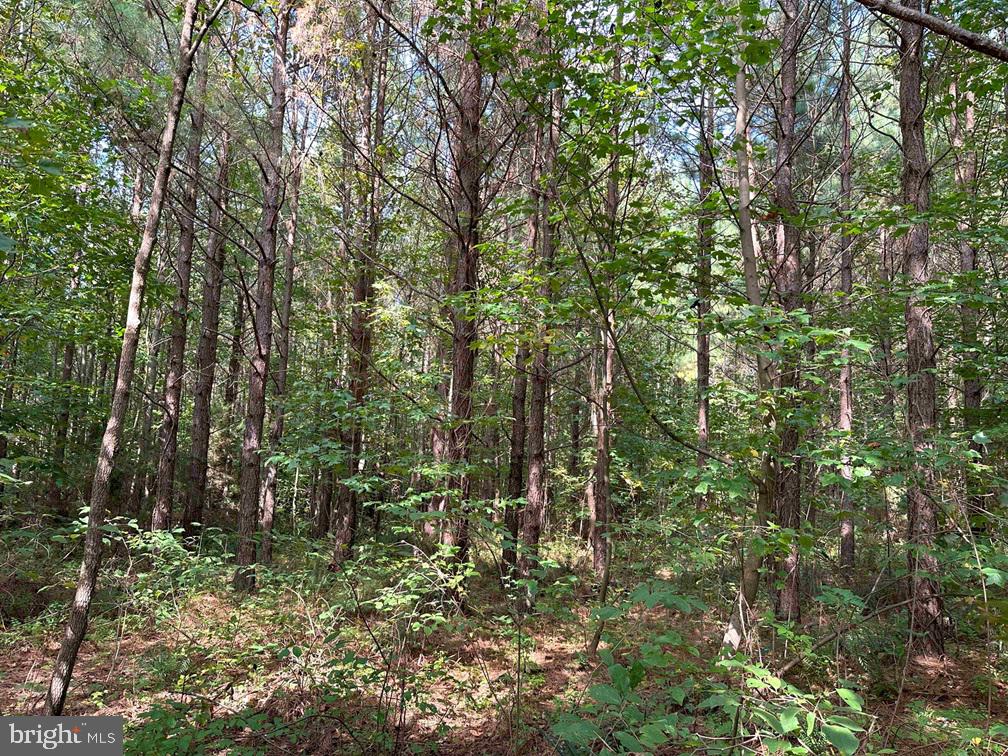 DAVIS LOWGROUND ROAD (TRACT: BIG JUNIPER-2), KEYSVILLE, Virginia 23947, ,Farm,For sale,DAVIS LOWGROUND ROAD (TRACT: BIG JUNIPER-2),VALB2000052 MLS # VALB2000052