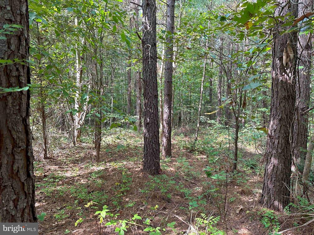 DAVIS LOWGROUND ROAD (TRACT: BIG JUNIPER-2), KEYSVILLE, Virginia 23947, ,Farm,For sale,DAVIS LOWGROUND ROAD (TRACT: BIG JUNIPER-2),VALB2000052 MLS # VALB2000052