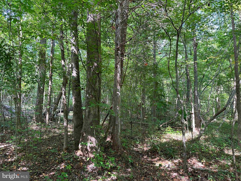 DAVIS LOWGROUND ROAD (TRACT: BIG JUNIPER-2), KEYSVILLE, Virginia 23947, ,Farm,For sale,DAVIS LOWGROUND ROAD (TRACT: BIG JUNIPER-2),VALB2000052 MLS # VALB2000052