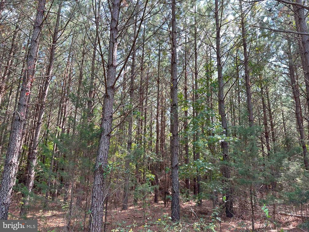 DAVIS LOWGROUND ROAD (TRACT: BIG JUNIPER-2), KEYSVILLE, Virginia 23947, ,Farm,For sale,DAVIS LOWGROUND ROAD (TRACT: BIG JUNIPER-2),VALB2000052 MLS # VALB2000052