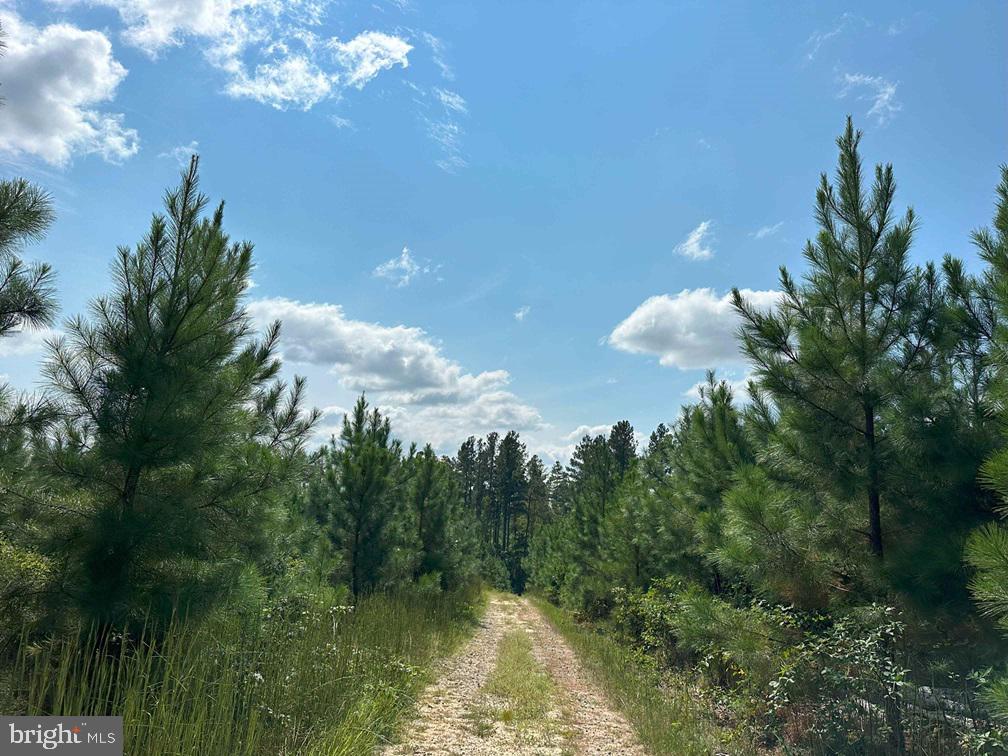 DAVIS LOWGROUND ROAD (TRACT: BIG JUNIPER-2), KEYSVILLE, Virginia 23947, ,Farm,For sale,DAVIS LOWGROUND ROAD (TRACT: BIG JUNIPER-2),VALB2000052 MLS # VALB2000052