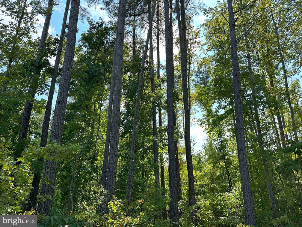 DAVIS LOWGROUND ROAD (TRACT: BIG JUNIPER-2), KEYSVILLE, Virginia 23947, ,Farm,For sale,DAVIS LOWGROUND ROAD (TRACT: BIG JUNIPER-2),VALB2000052 MLS # VALB2000052
