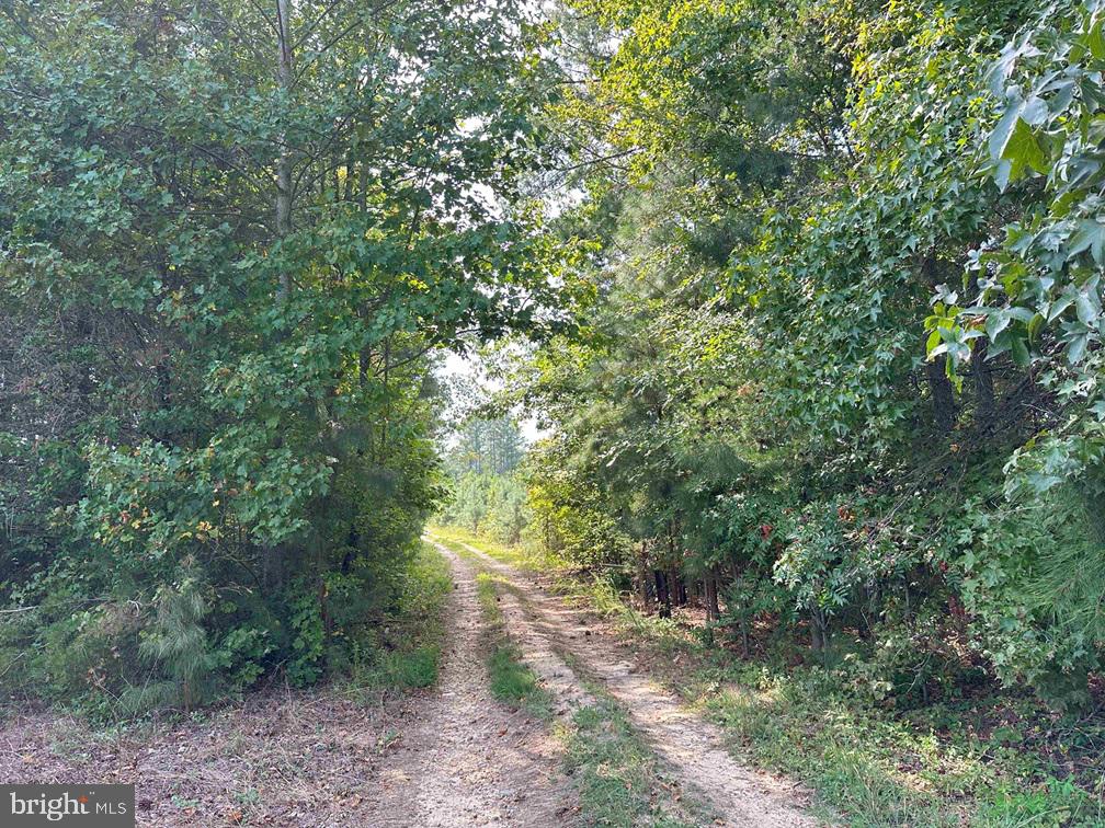 DAVIS LOWGROUND ROAD (TRACT: BIG JUNIPER-2), KEYSVILLE, Virginia 23947, ,Farm,For sale,DAVIS LOWGROUND ROAD (TRACT: BIG JUNIPER-2),VALB2000052 MLS # VALB2000052