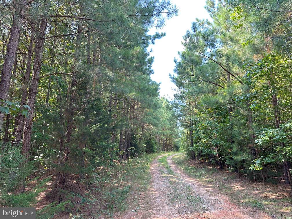DAVIS LOWGROUND ROAD (TRACT: BIG JUNIPER-2), KEYSVILLE, Virginia 23947, ,Farm,For sale,DAVIS LOWGROUND ROAD (TRACT: BIG JUNIPER-2),VALB2000052 MLS # VALB2000052