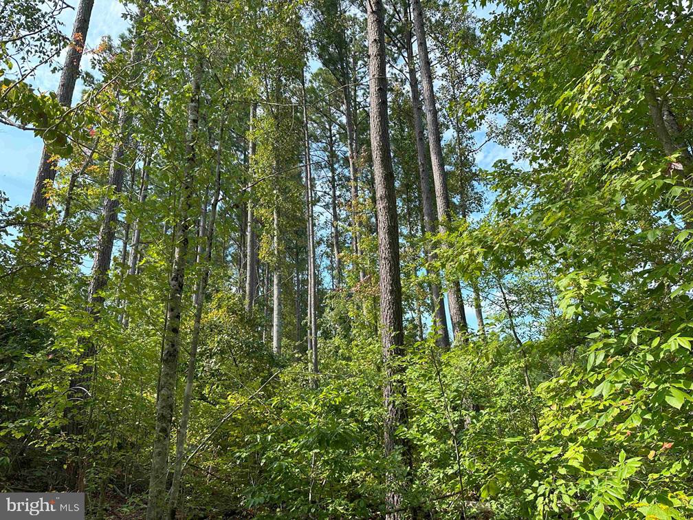 DAVIS LOWGROUND ROAD (TRACT: BIG JUNIPER-2), KEYSVILLE, Virginia 23947, ,Farm,For sale,DAVIS LOWGROUND ROAD (TRACT: BIG JUNIPER-2),VALB2000052 MLS # VALB2000052