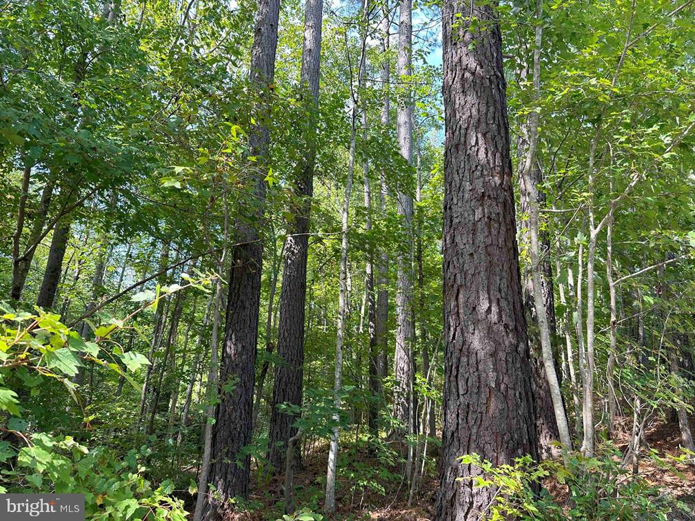 DAVIS LOWGROUND ROAD (TRACT: BIG JUNIPER-2), KEYSVILLE, Virginia 23947, ,Farm,For sale,DAVIS LOWGROUND ROAD (TRACT: BIG JUNIPER-2),VALB2000052 MLS # VALB2000052