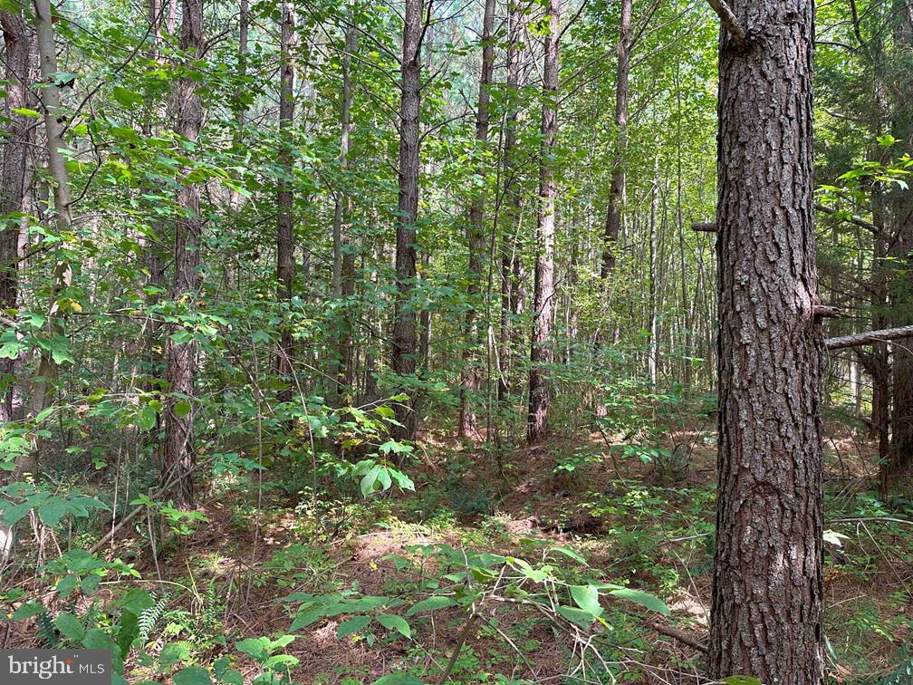DAVIS LOWGROUND ROAD (TRACT: BIG JUNIPER-2), KEYSVILLE, Virginia 23947, ,Farm,For sale,DAVIS LOWGROUND ROAD (TRACT: BIG JUNIPER-2),VALB2000052 MLS # VALB2000052