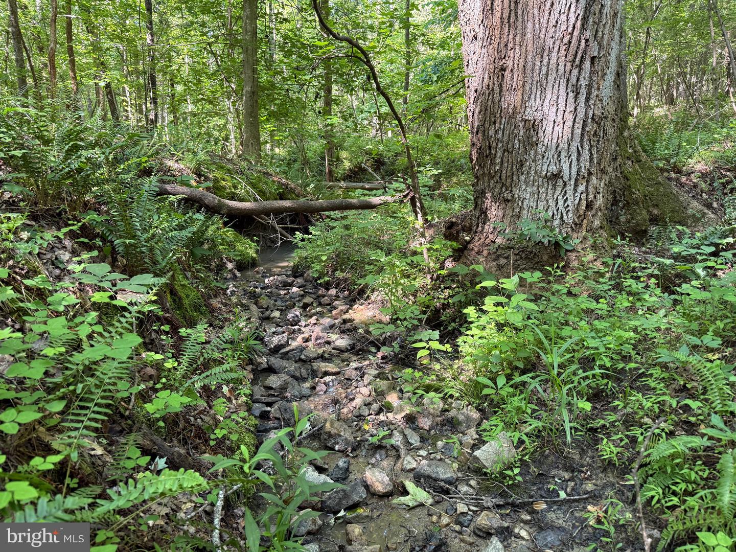 TBD SELMA RD TRACT 2, JETERSVILLE, Virginia 23083, ,Land,For sale,TBD SELMA RD TRACT 2,VAAM2000072 MLS # VAAM2000072