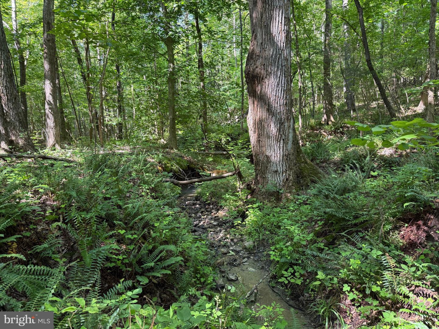 TBD SELMA RD TRACT 2, JETERSVILLE, Virginia 23083, ,Land,For sale,TBD SELMA RD TRACT 2,VAAM2000072 MLS # VAAM2000072
